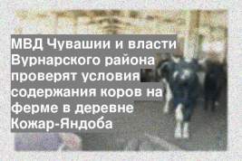 МВД Чувашии и власти Вурнарского района проверят условия содержания коров на ферме в деревне Кожар-Яндоба