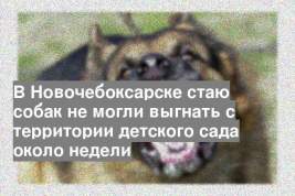 В Новочебоксарске стаю собак не могли выгнать с территории детского сада около недели