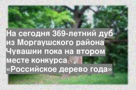 На сегодня 369-летний дуб из Моргаушского района Чувашии пока на втором месте конкурса «Российское дерево года»