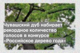 Чувашский дуб набирает рекордное количество голосов в конкурсе «Российское дерево года»