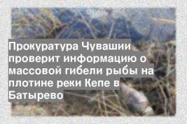Прокуратура Чувашии проверит информацию о массовой гибели рыбы на плотине реки Кепе в Батырево