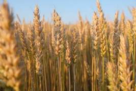 Состоялась первая отправка крупной партии продовольственной пшеницы из Чувашии в Латвию