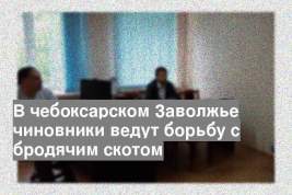 В чебоксарском Заволжье чиновники ведут борьбу с бродячим скотом