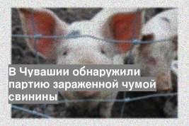 В Чувашии обнаружили партию зараженной чумой свинины
