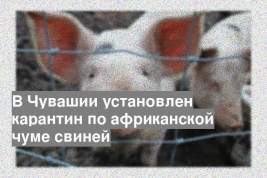 В Чувашии установлен карантин по африканской чуме свиней