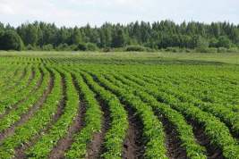 В Чувашии запустят новые меры поддержки для картофелеводов