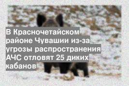 В Красночетайском районе Чувашии из-за угрозы распространения АЧС отловят 25 диких кабанов