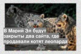 В Марий Эл будут закрыты два сайта, где продавали котят леопарда