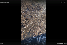 В селе Чуварлеи Алатырского МО Чувашии замечена массовая гибель рыбы