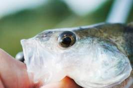 В Урмарском муниципальном округе Чувашии ищут причины массовой гибели рыбы