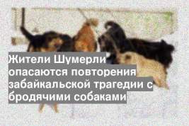 Жители Шумерли опасаются повторения забайкальской трагедии с бродячими собаками